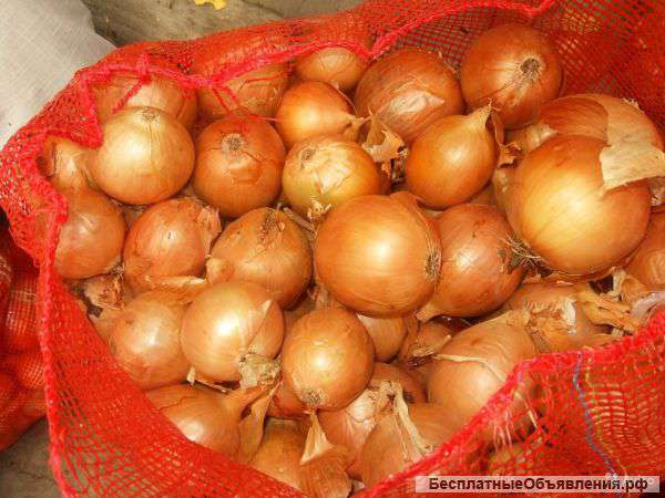 Лук оптом урожай 2016 г от производителя