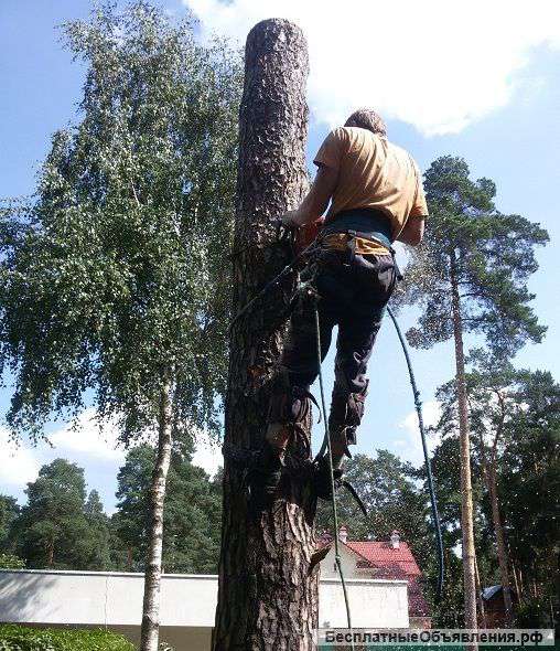 Удаление деревьев в Московской области