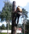 Удаление деревьев в Московской области