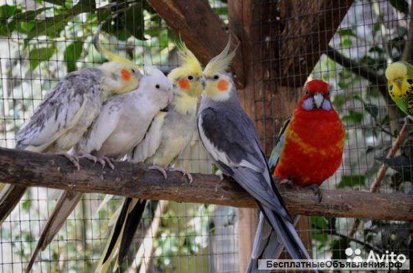 Попугаи разные домашнего разведения