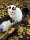Очаровательная кошечка в добрые руки