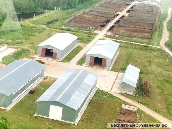 Племенной репродуктор по разведению крупного рогатого скота абердино-ангусской породы