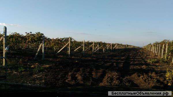Срочна продам виноградник 1.4 гектар