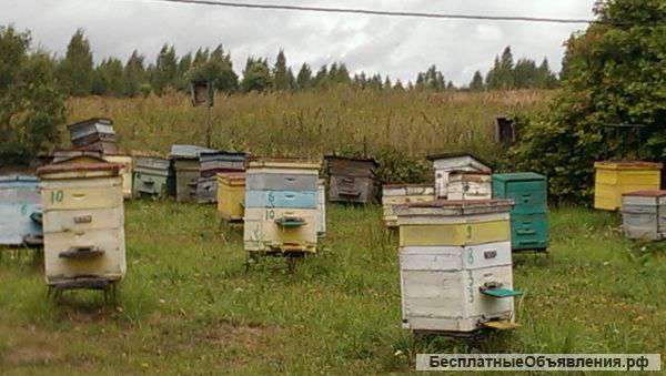 Пчелы в ульях