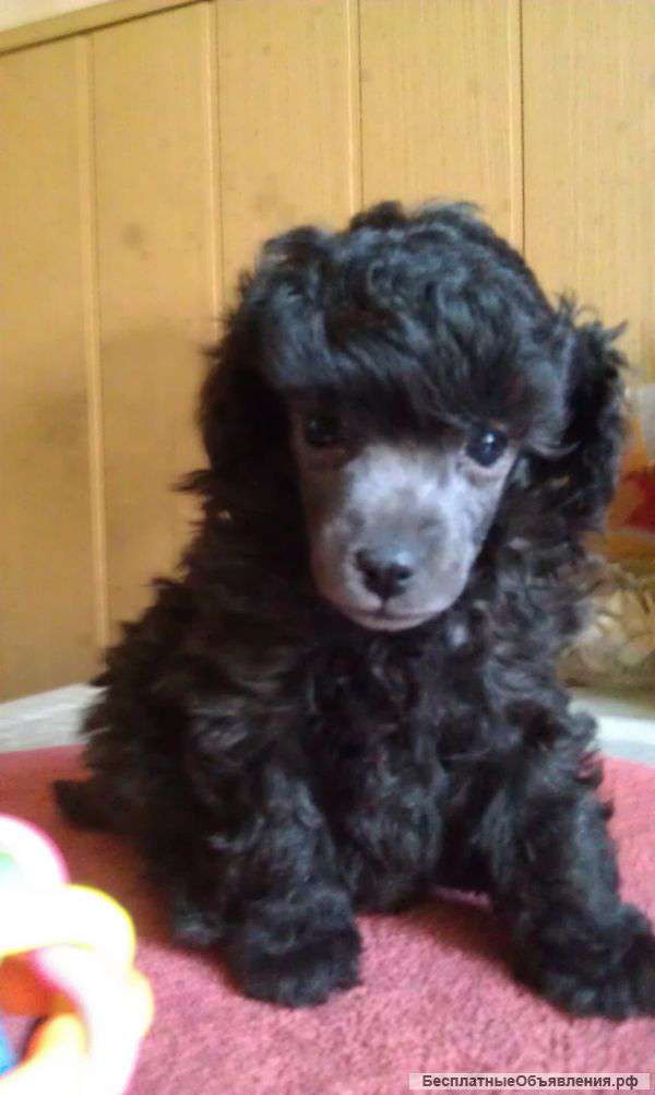 Той пудель-мальчик и девочка СУПЕР МИНИ