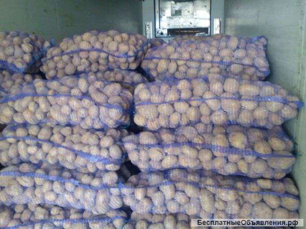 Картофель оптом 5+ от производителя