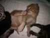 Котята 1 месяц