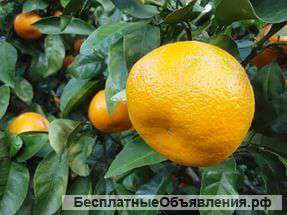 Мандарин Абхазский.Уншиу