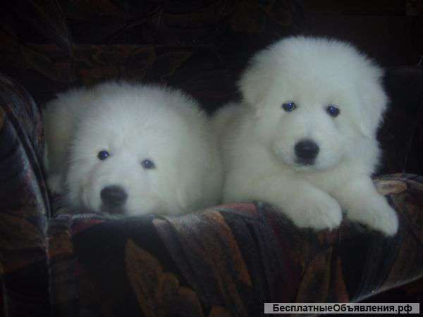 Маремма щенки на продажу