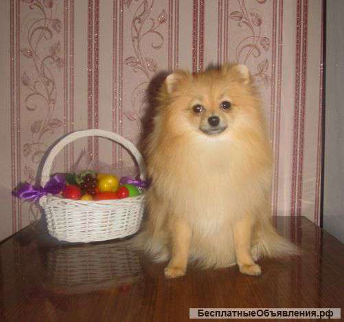 Очаровательная девочка шпиц