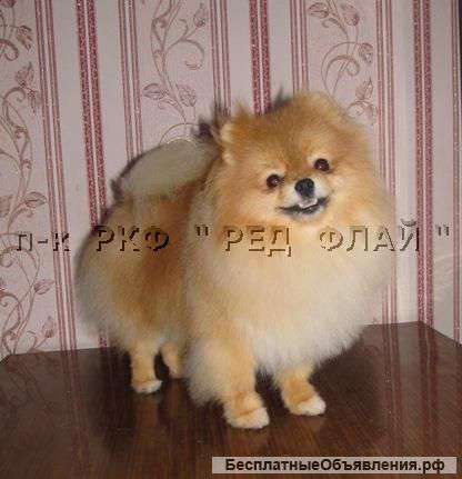 Померанский шпиц для вязки