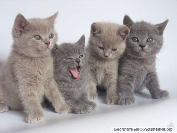 Котята