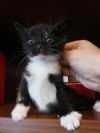 Отдам котят от домашней кошки в добрые и заботливые руки