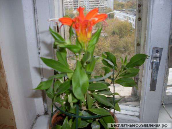 Цветок Эсхинантус