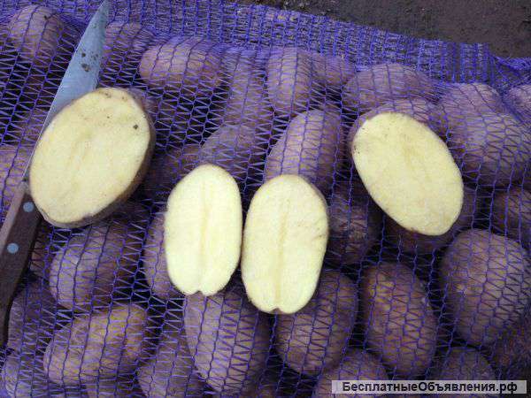 Картофель 5+ оптом от производителя