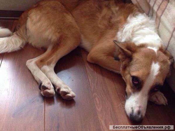 Весна ищет дом