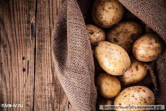Качественный продовольственный картофель