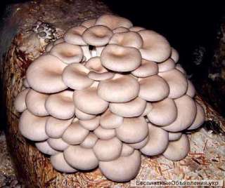 Семена грибов вешенка обыкновенная - настоящий мицелий от производителя