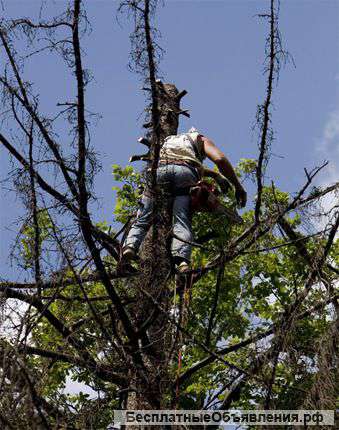 Вырубка деревьев. Расчистка участков.
