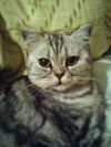 Кошка породы скоттиш-страйт