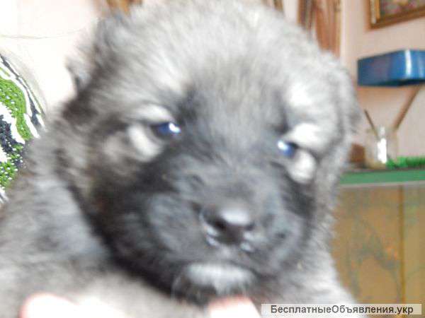 Щенки кавказской овчарки