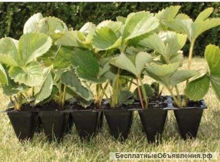 Кассеты для рассады