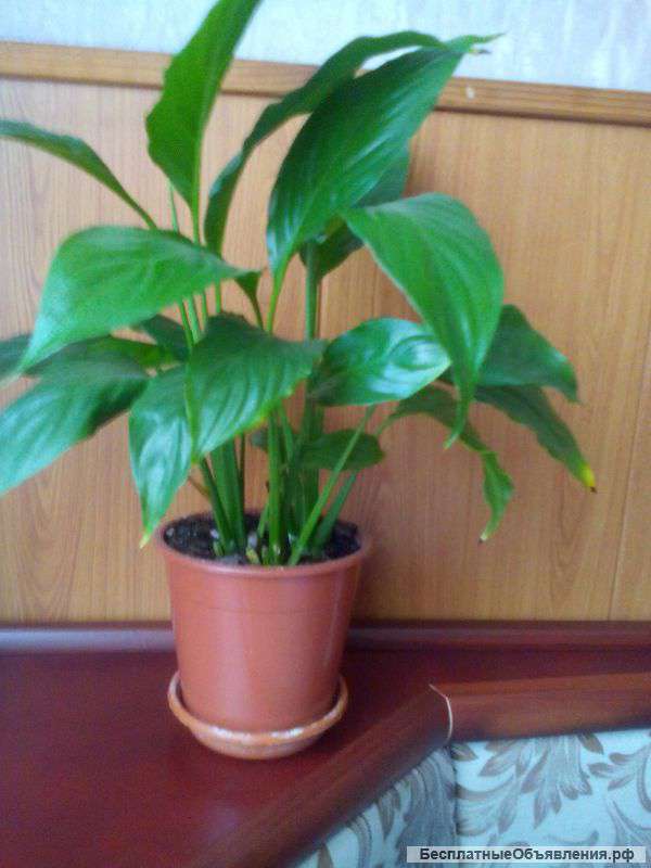 Комнатное растение