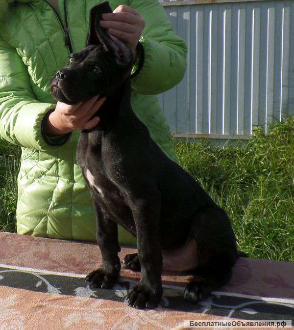 Щенок кане корсо