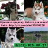 Красивые чистокровные щеночки хаски