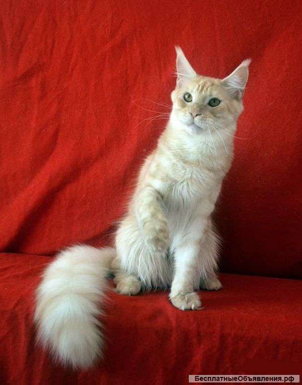 Крупные котята мейн кун