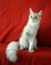 Крупные котята мейн кун