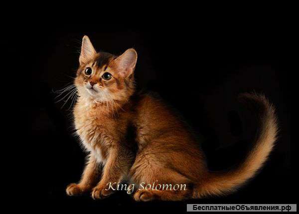 Сомалийская кошка (сомали)