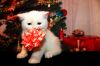Шотландские котята фолды и страйты