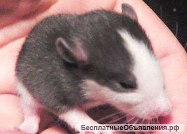 Крысы декоративные, кормовые