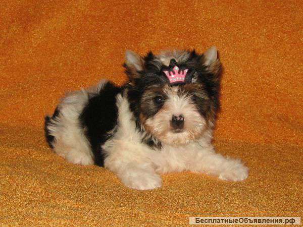 Бивер йорк мальчик