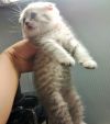 Плюшевые Клубные Шотландские Котята. Вислоушки и Прямоушки.