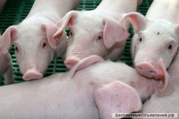 Поросята оптом