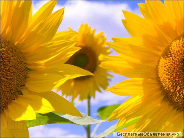 Семечку подсолнуха