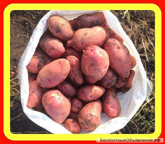 Картофель Оптом