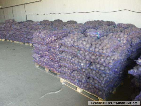 Картофель оптом от 3 тонн