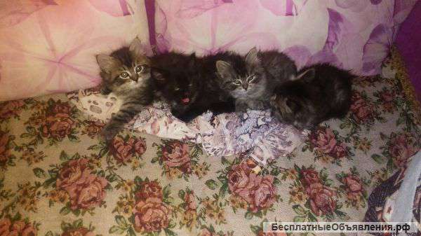 Отдам котят