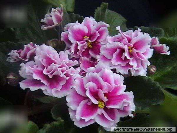 Деток фиалок по 50 руб