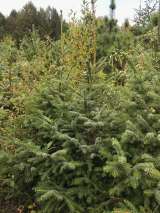 Саженцы ели сибирской высотой 1,2-1,4 метра. Осуществляем посадку деревьев и кустарников