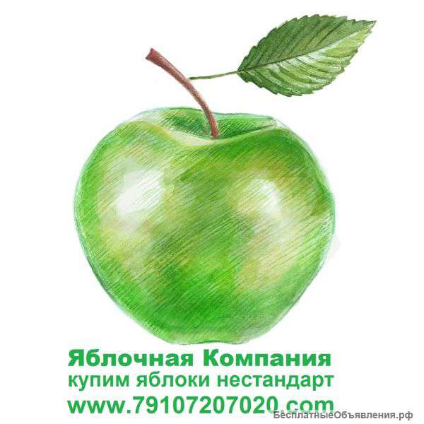 Купим яблоки для переработки