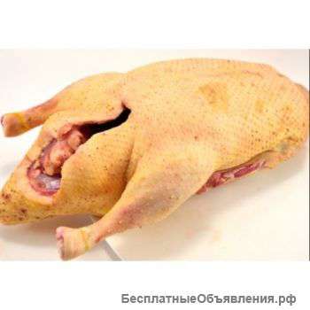Мясо птицы