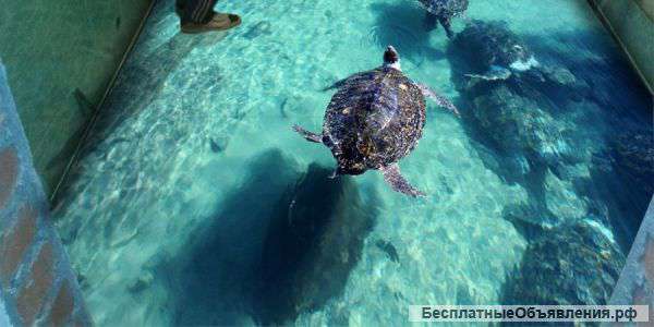 Укладка ламината