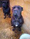 Отдам собак породы кане корсе в хорошие руки