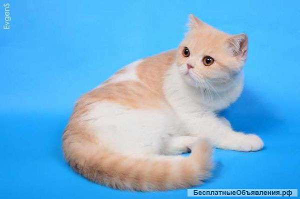 Красный арлекин Gentle miracle