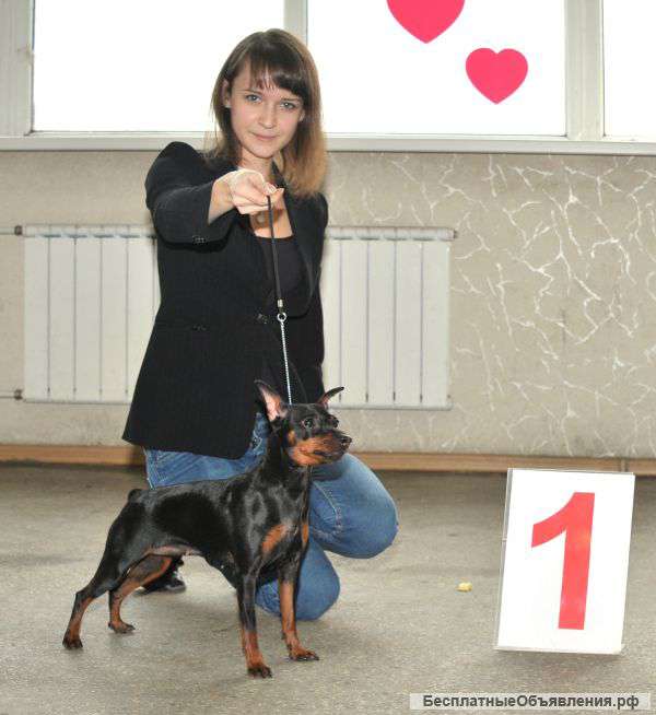 Щенки Цвергпинчера(карликовый пинчер)