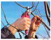 Осенняя обрезка виноградного куста